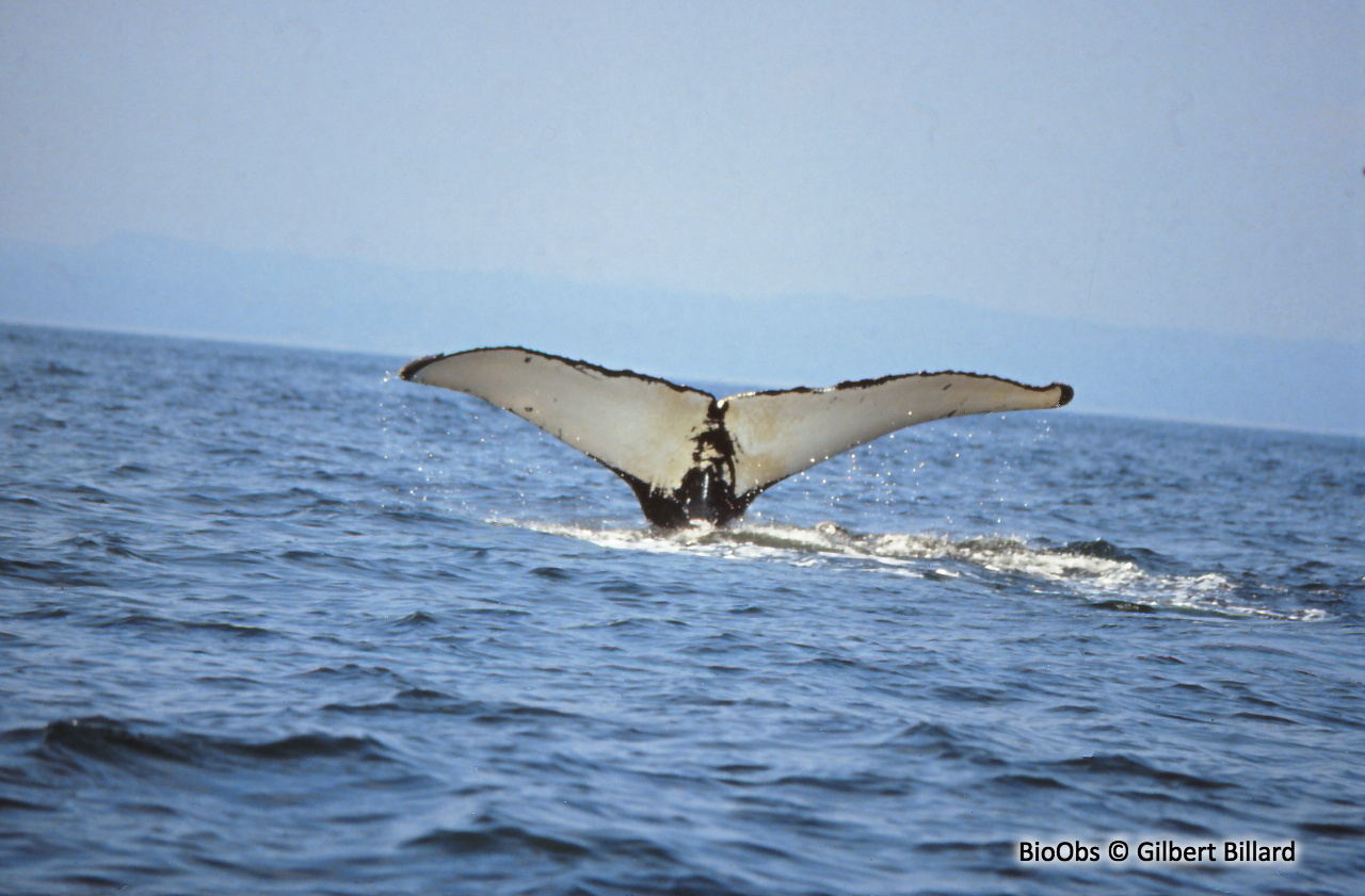 Baleine à bosse - Megaptera novaeangliae - Gilbert Billard - BioObs