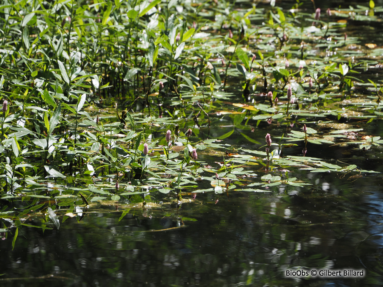 Renouée amphibie - Persicaria amphibia - Gilbert Billard - BioObs