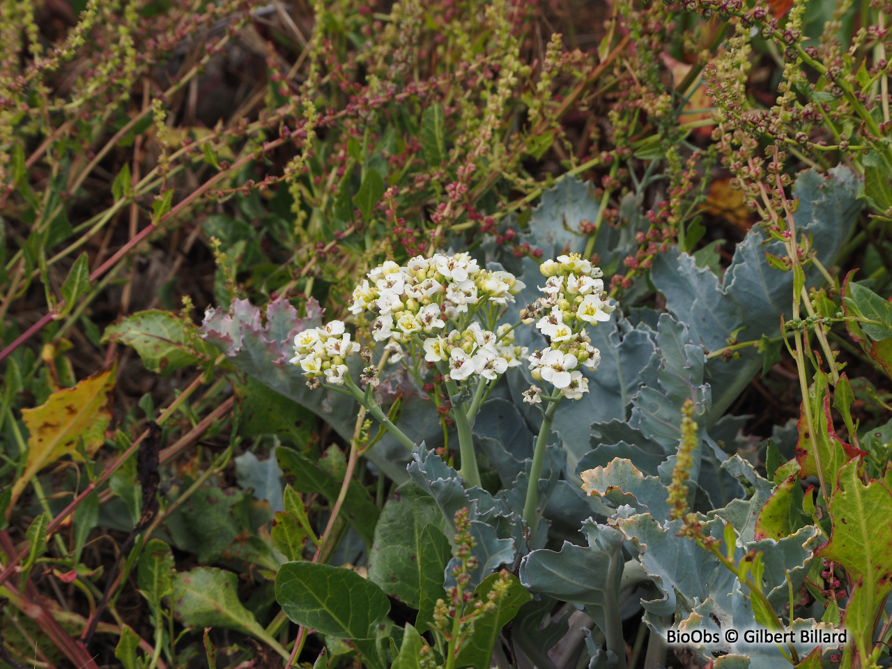 Chou marin - Crambe maritima - Gilbert Billard - BioObs