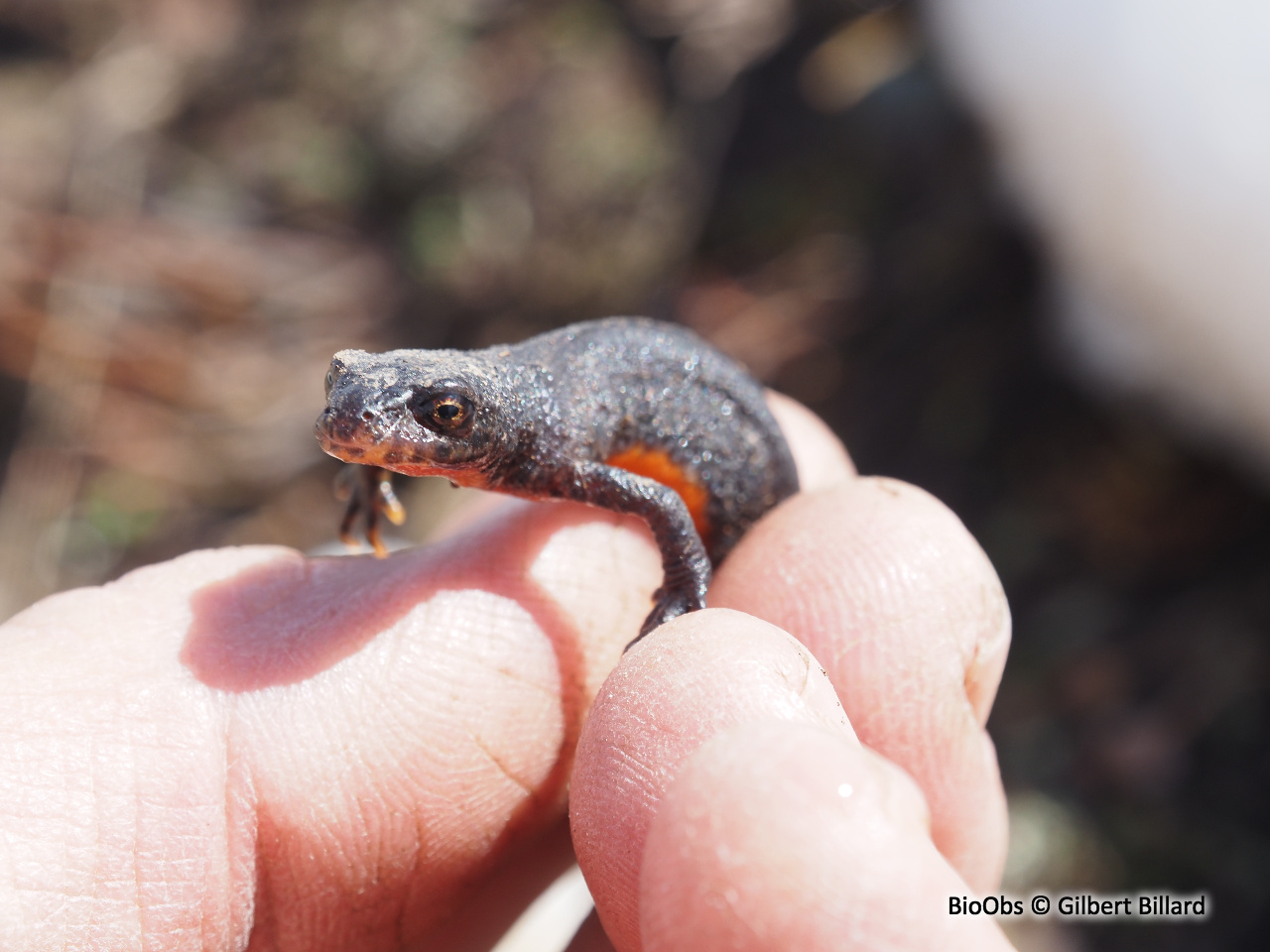 Triton alpestre - Ichthyosaura alpestris - Gilbert Billard - BioObs