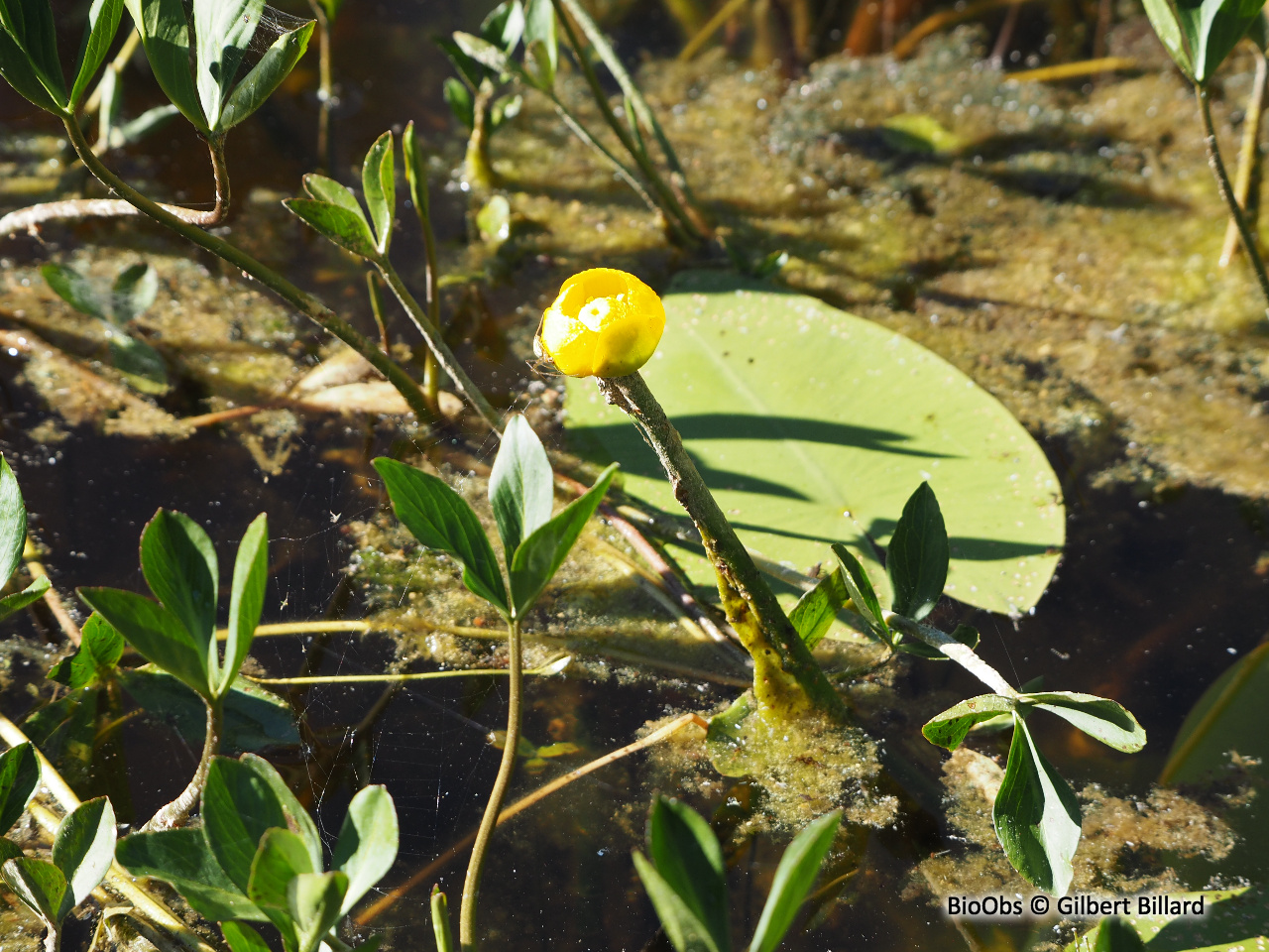 Nénuphar jaune - Nuphar lutea - Gilbert Billard - BioObs