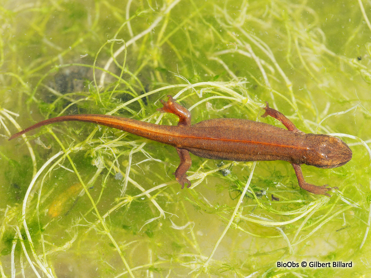Triton palmé - Lissotriton helveticus - Gilbert Billard - BioObs
