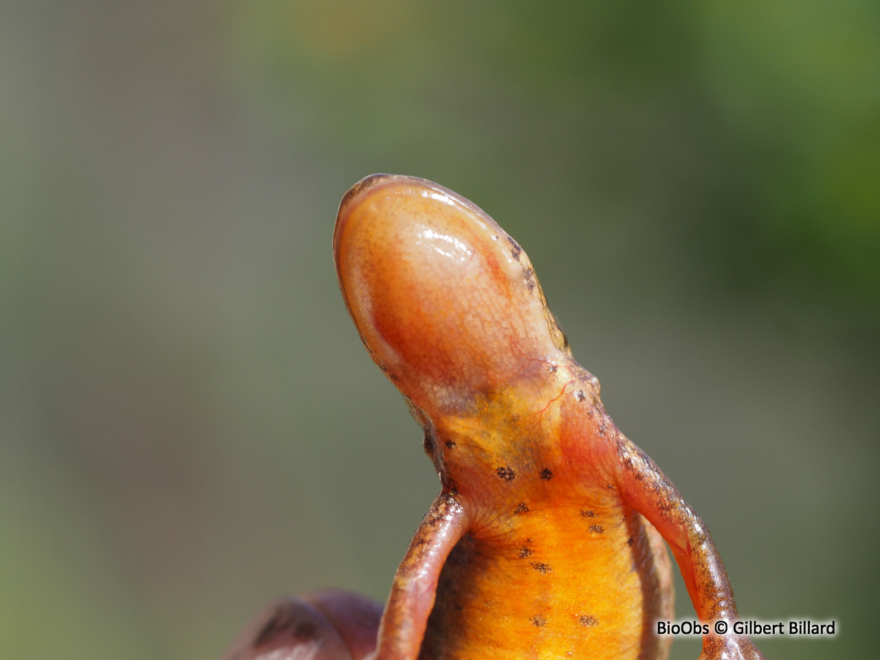 Triton palmé - Lissotriton helveticus - Gilbert Billard - BioObs