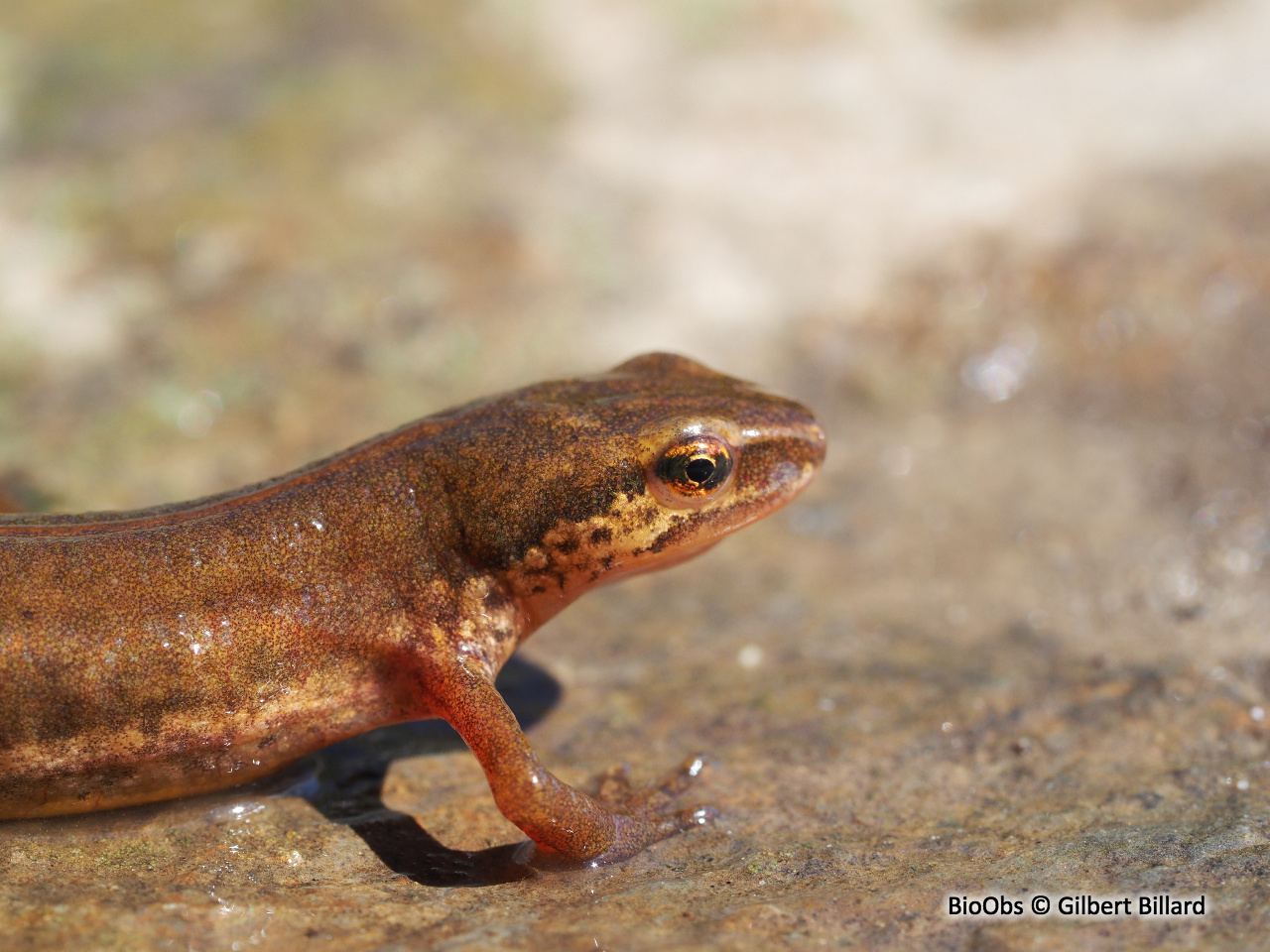 Triton palmé - Lissotriton helveticus - Gilbert Billard - BioObs