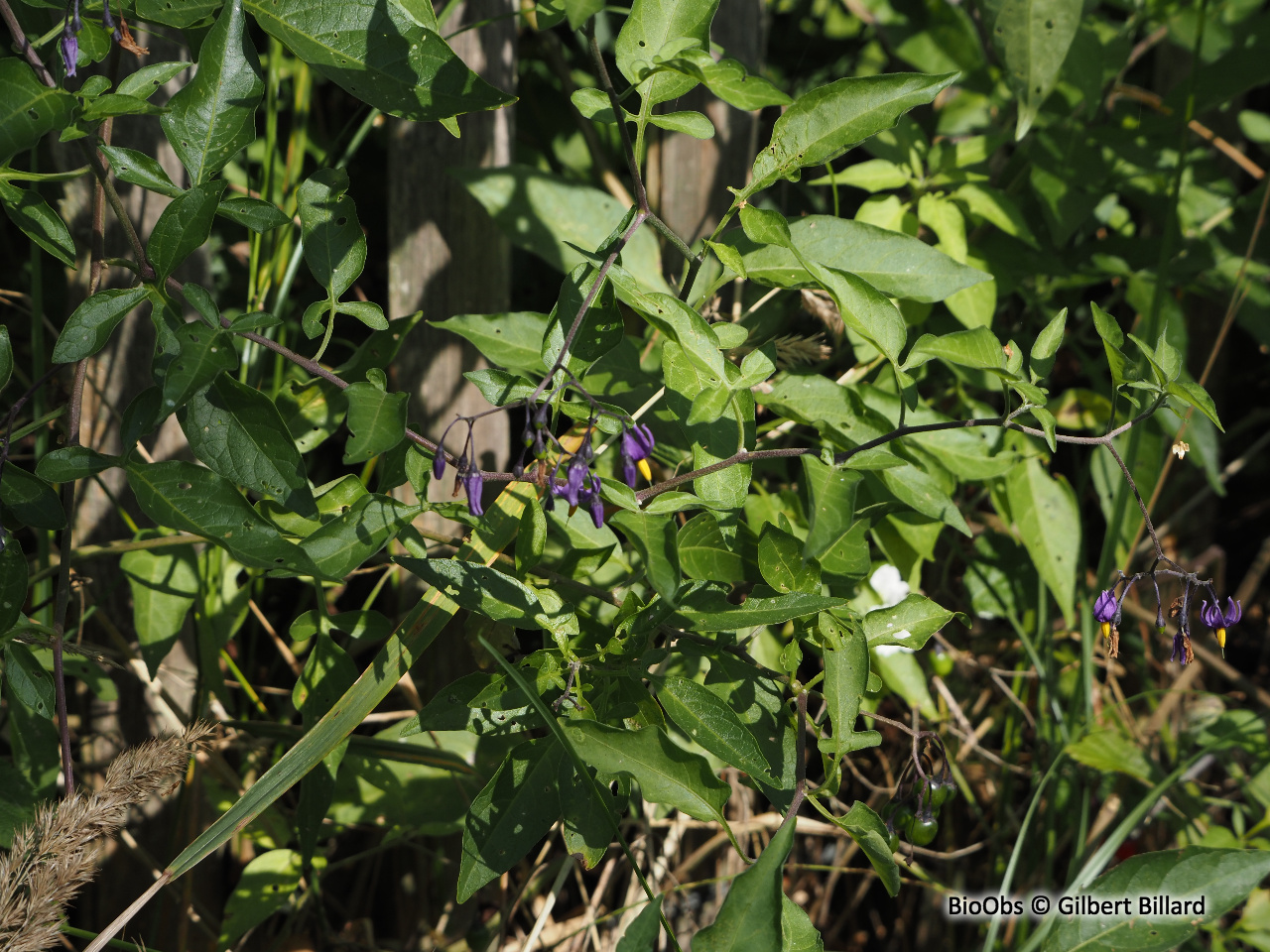 Morelle douce amère - Solanum dulcamara - Gilbert Billard - BioObs