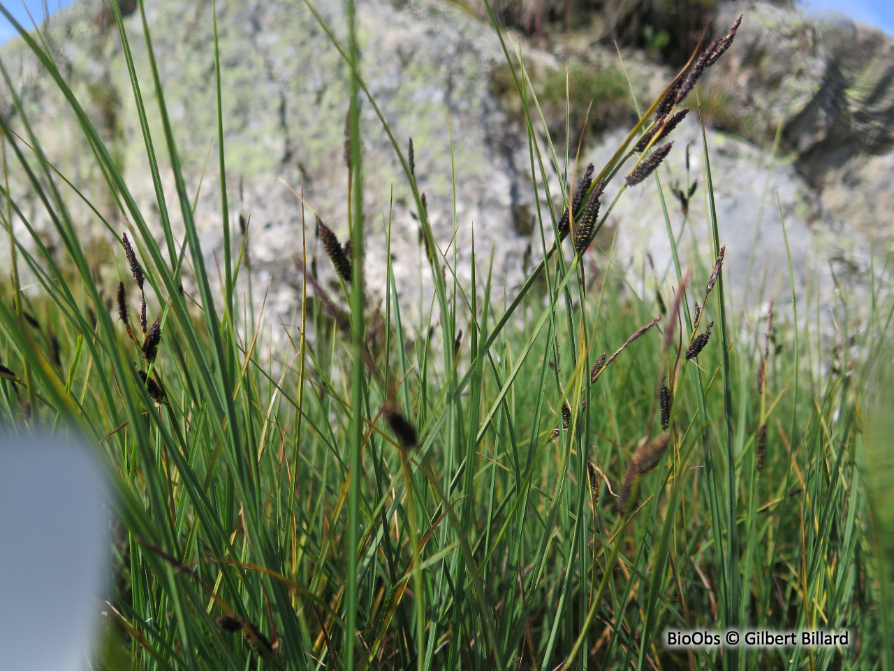Laîche vulgaire - Carex nigra - Gilbert Billard - BioObs
