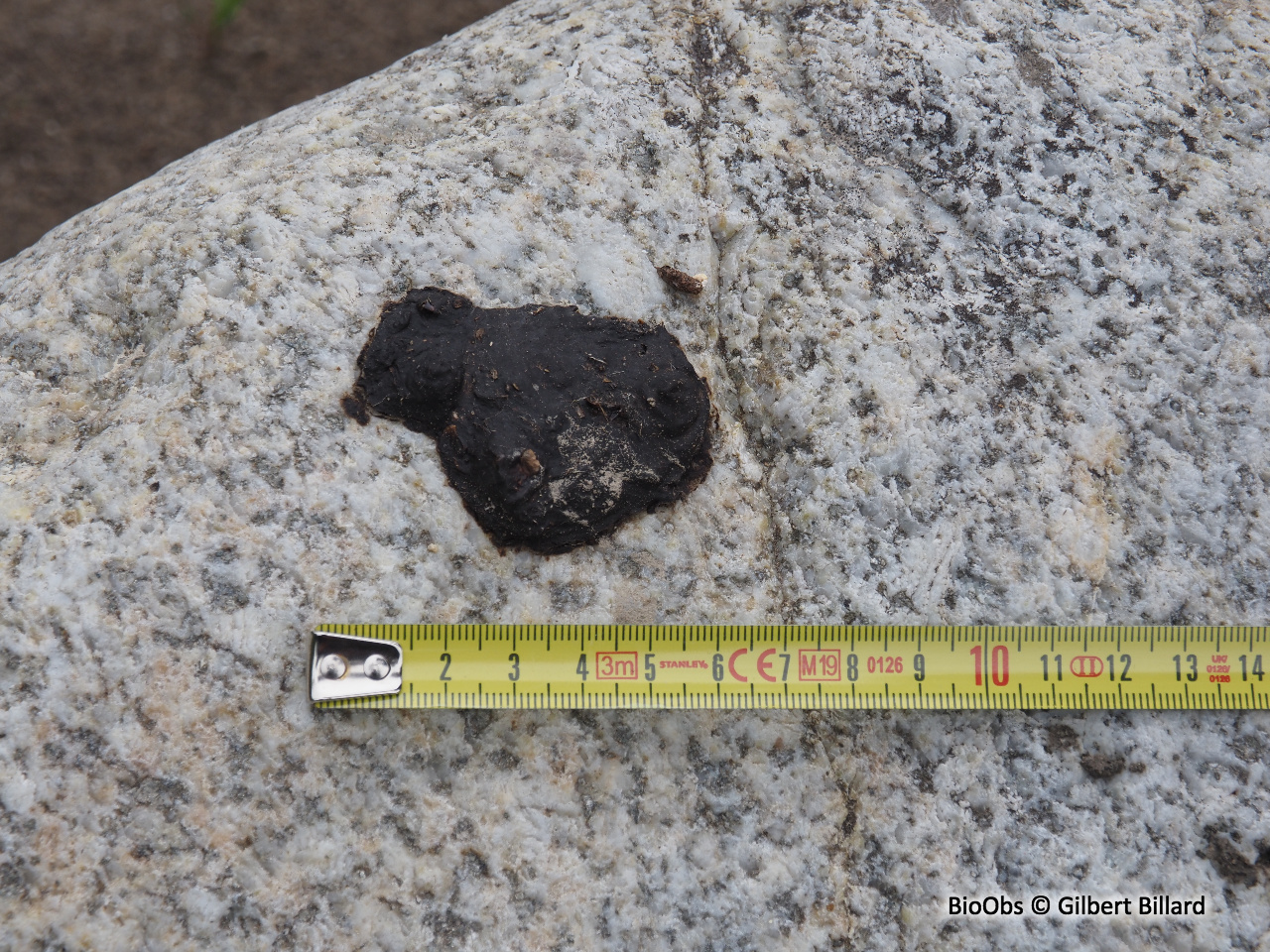 Loutre d'Europe - Lutra lutra - Gilbert Billard - BioObs