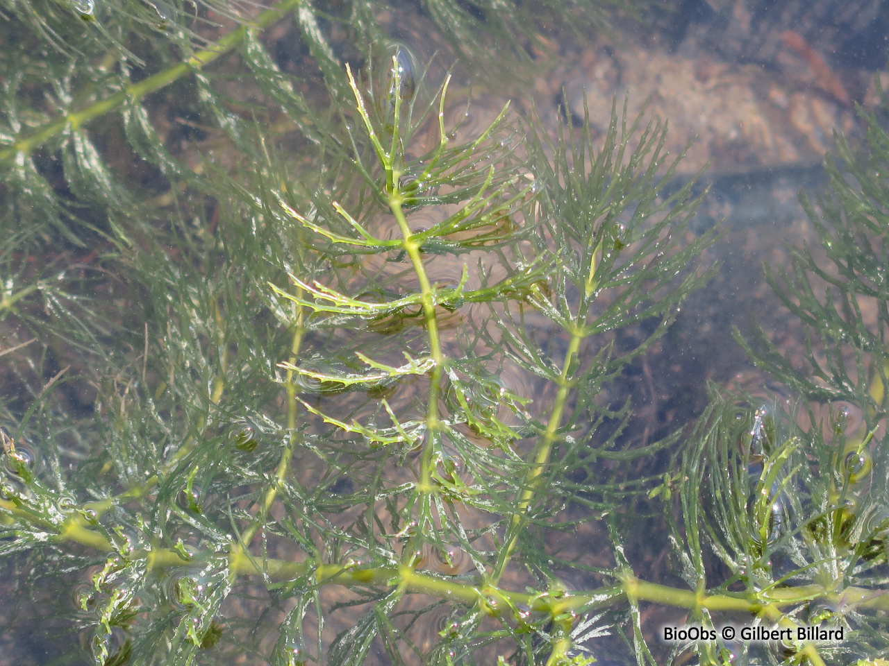 Cornifle - Ceratophyllum demersum - Gilbert Billard - BioObs