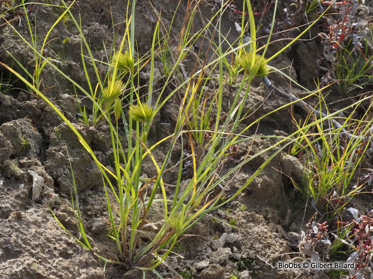 Laîche de Bohême - Carex bohemica - Gilbert Billard - BioObs