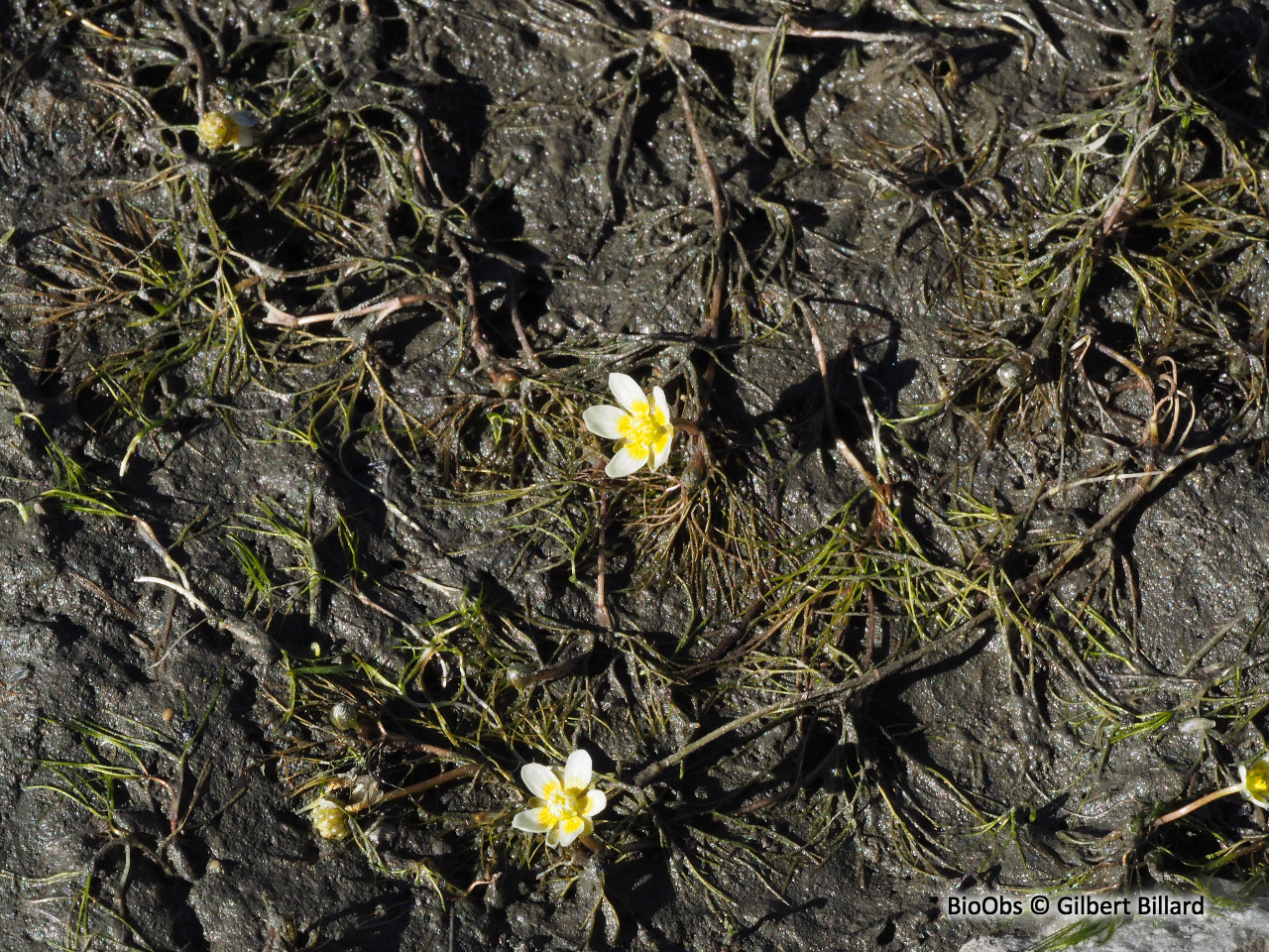 Renoncule lâche - Ranunculus trichophyllus - Gilbert Billard - BioObs