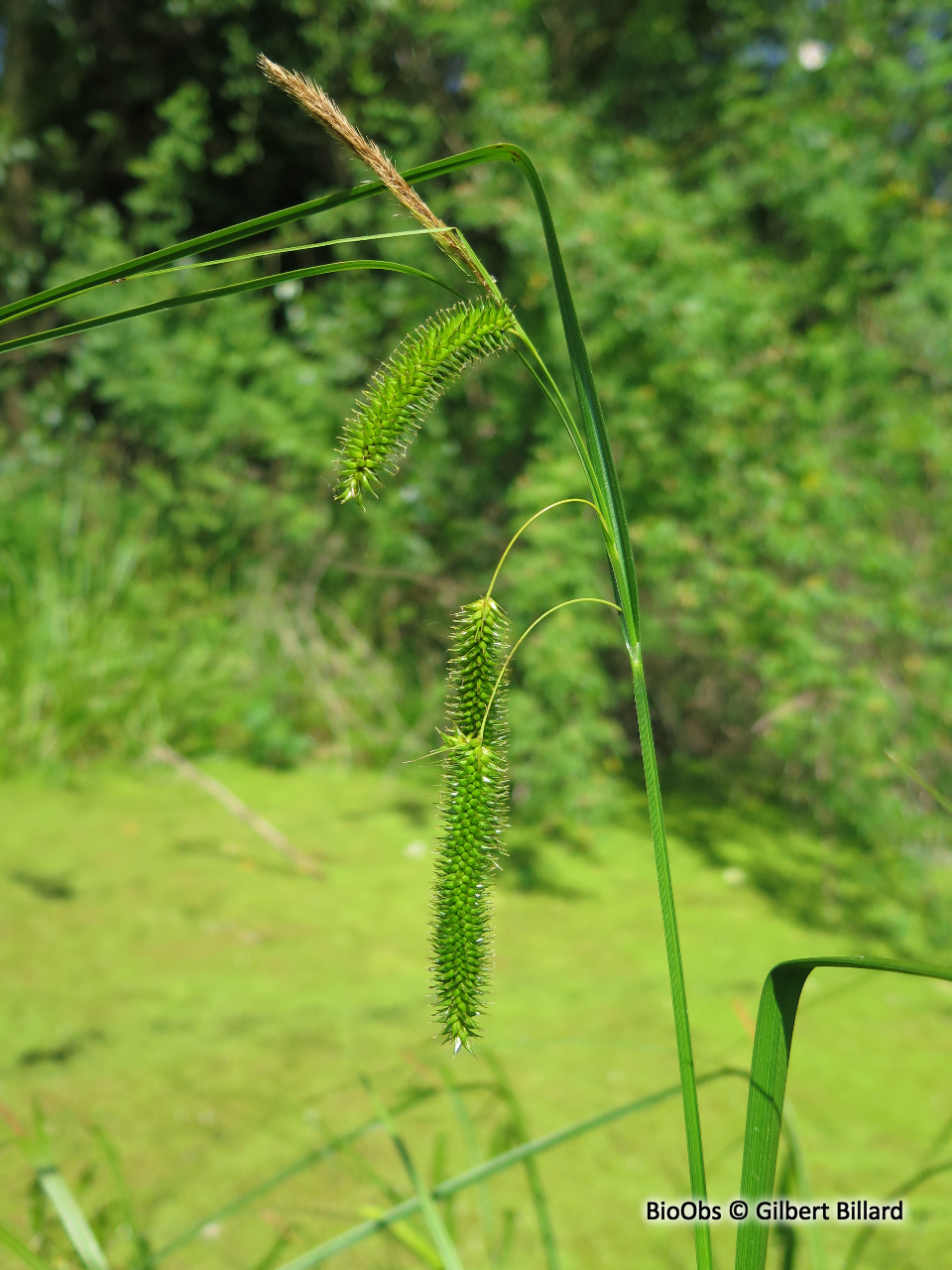 Laîche faux souchet - Carex pseudocyperus - Gilbert Billard - BioObs
