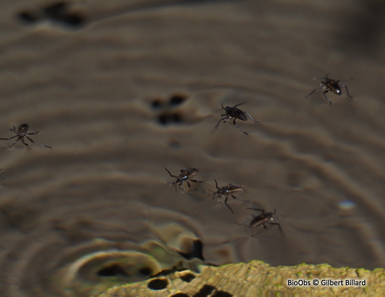 Vélie - Velia sp - Gilbert Billard - BioObs