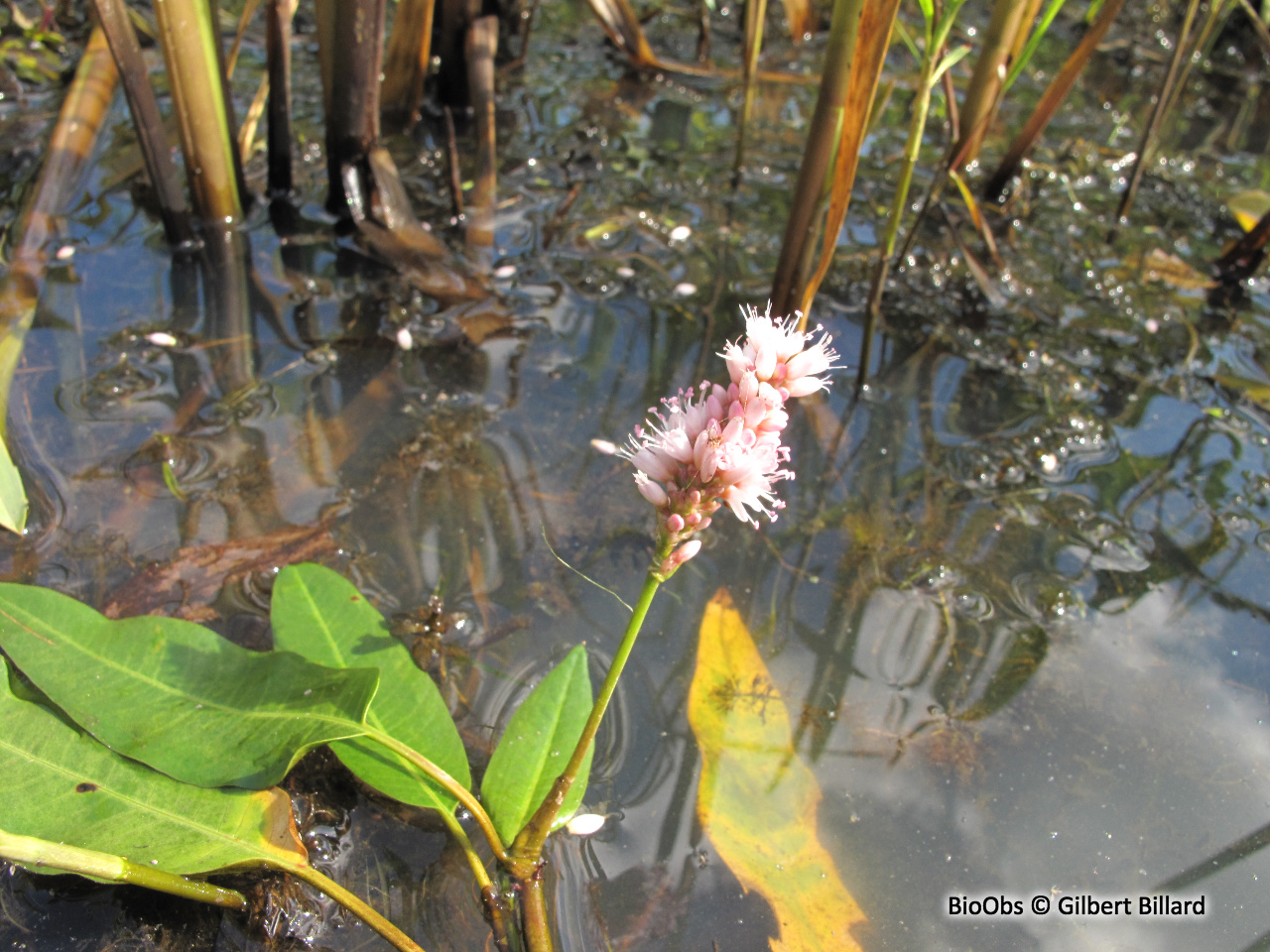 Renouée amphibie - Persicaria amphibia - Gilbert Billard - BioObs