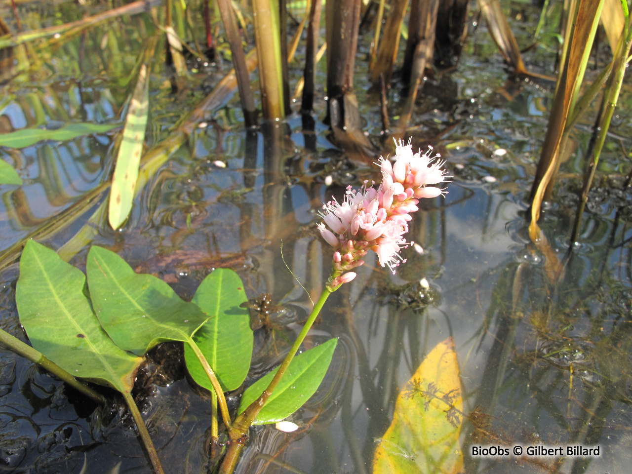 Renouée amphibie - Persicaria amphibia - Gilbert Billard - BioObs