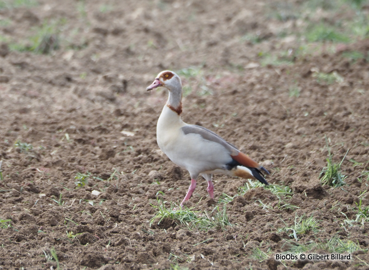 Ouette d'Égypte - Alopochen aegyptiaca - Gilbert Billard - BioObs