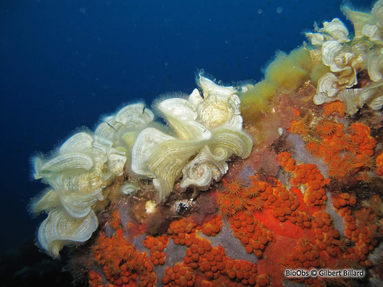 Padine queue de paon - Padina pavonica - Gilbert Billard - BioObs