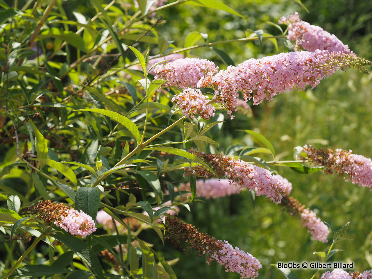 Arbre à papillons - Buddleja davidii - Gilbert Billard - BioObs