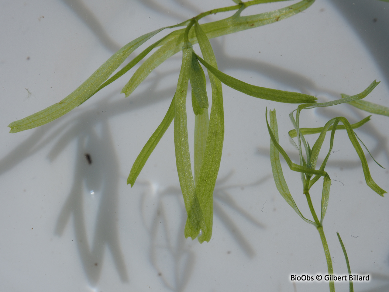Callitriche à crochets - Callitriche hamulata - Gilbert Billard - BioObs