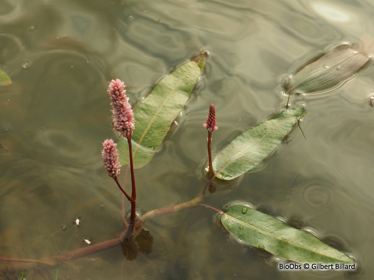 Renouée amphibie - Persicaria amphibia - Gilbert Billard - BioObs