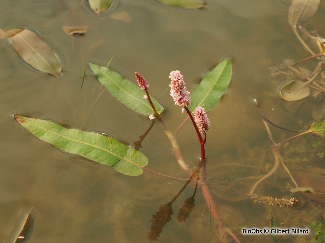 Renouée amphibie - Persicaria amphibia - Gilbert Billard - BioObs