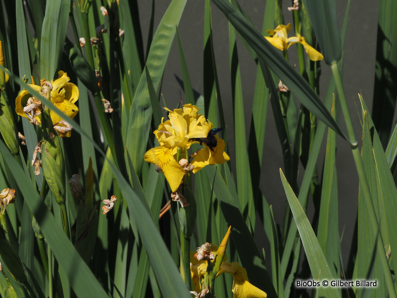 Iris faux-acore - Iris pseudacorus - Gilbert Billard - BioObs
