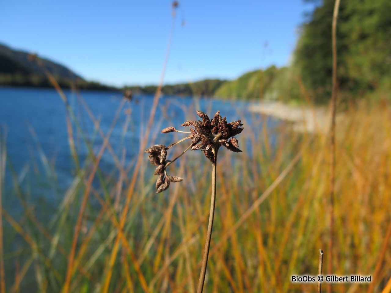 Jonc des chaisiers - Schoenoplectus lacustris - Gilbert Billard - BioObs