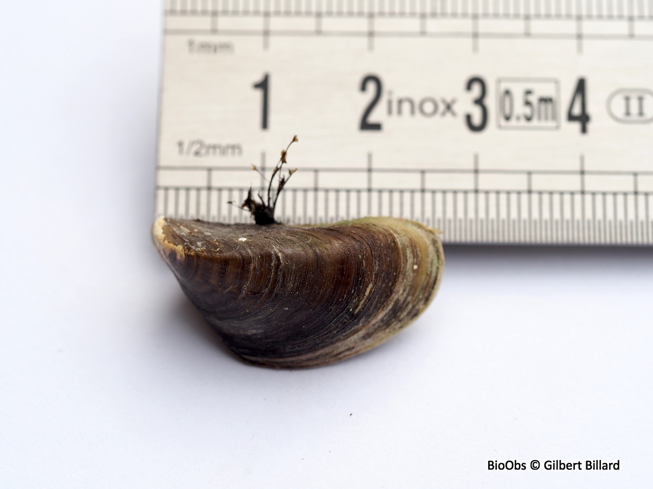 Moule zébrée d'eau douce - Dreissena sp - Gilbert Billard - BioObs