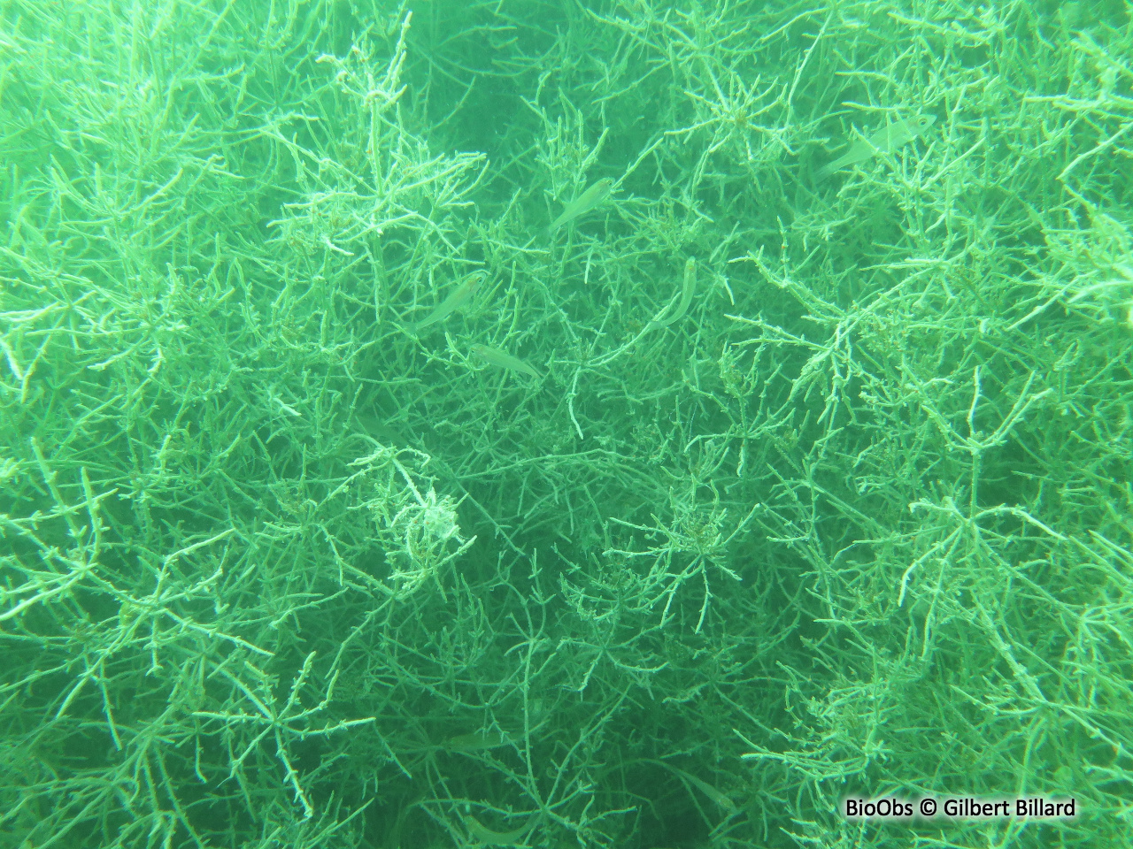 Chara orangée - Chara tomentosa - Gilbert Billard - BioObs