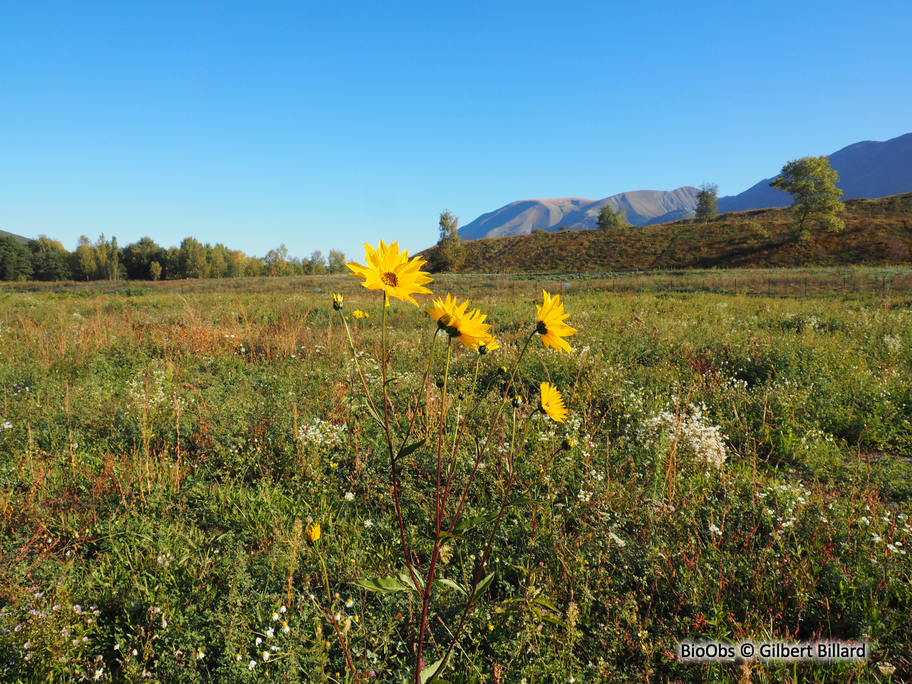 Topinambour - Helianthus tuberosus - Gilbert Billard - BioObs