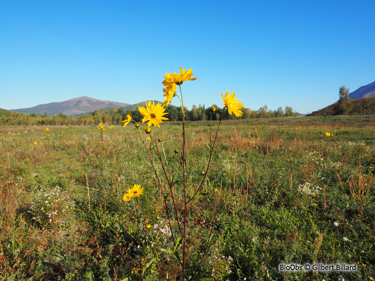 Topinambour - Helianthus tuberosus - Gilbert Billard - BioObs