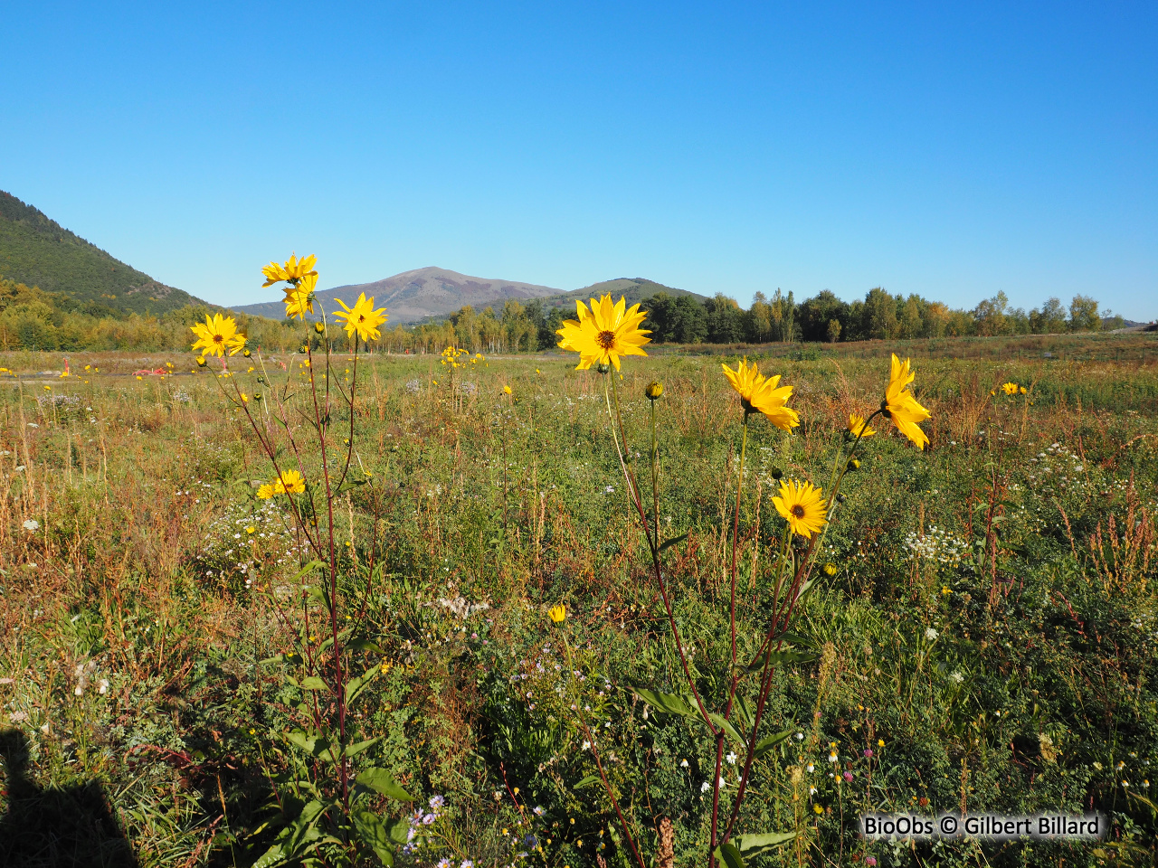 Topinambour - Helianthus tuberosus - Gilbert Billard - BioObs
