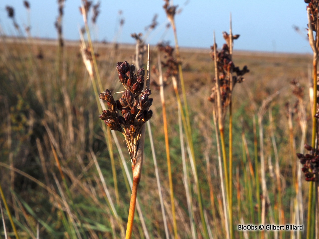 Jonc aigu - Juncus acutus - Gilbert Billard - BioObs
