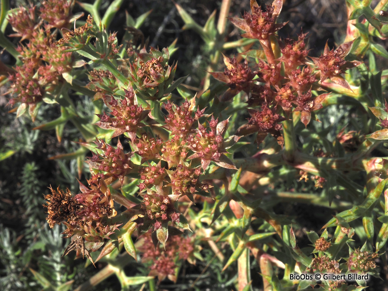 Echinophore épineuse - Echinophora spinosa - Gilbert Billard - BioObs