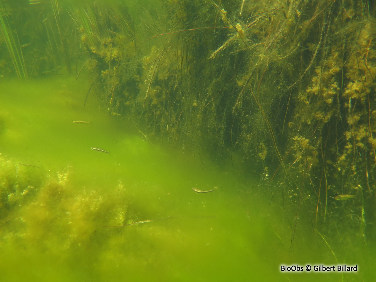 Spirogyre - Spirogyra sp. - Gilbert Billard - BioObs