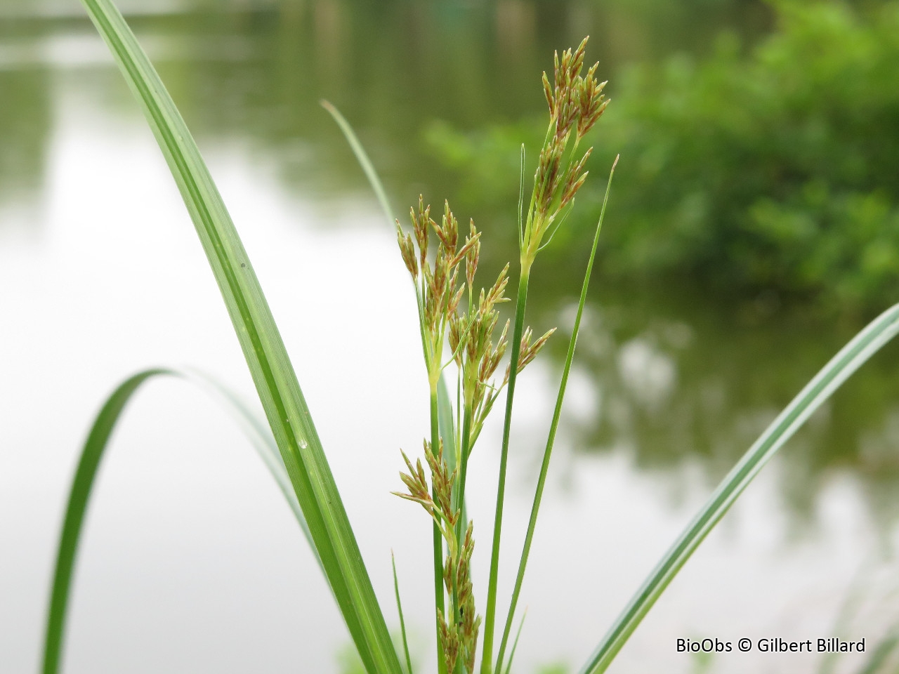 Souchet odorant - Cyperus longus - Gilbert Billard - BioObs