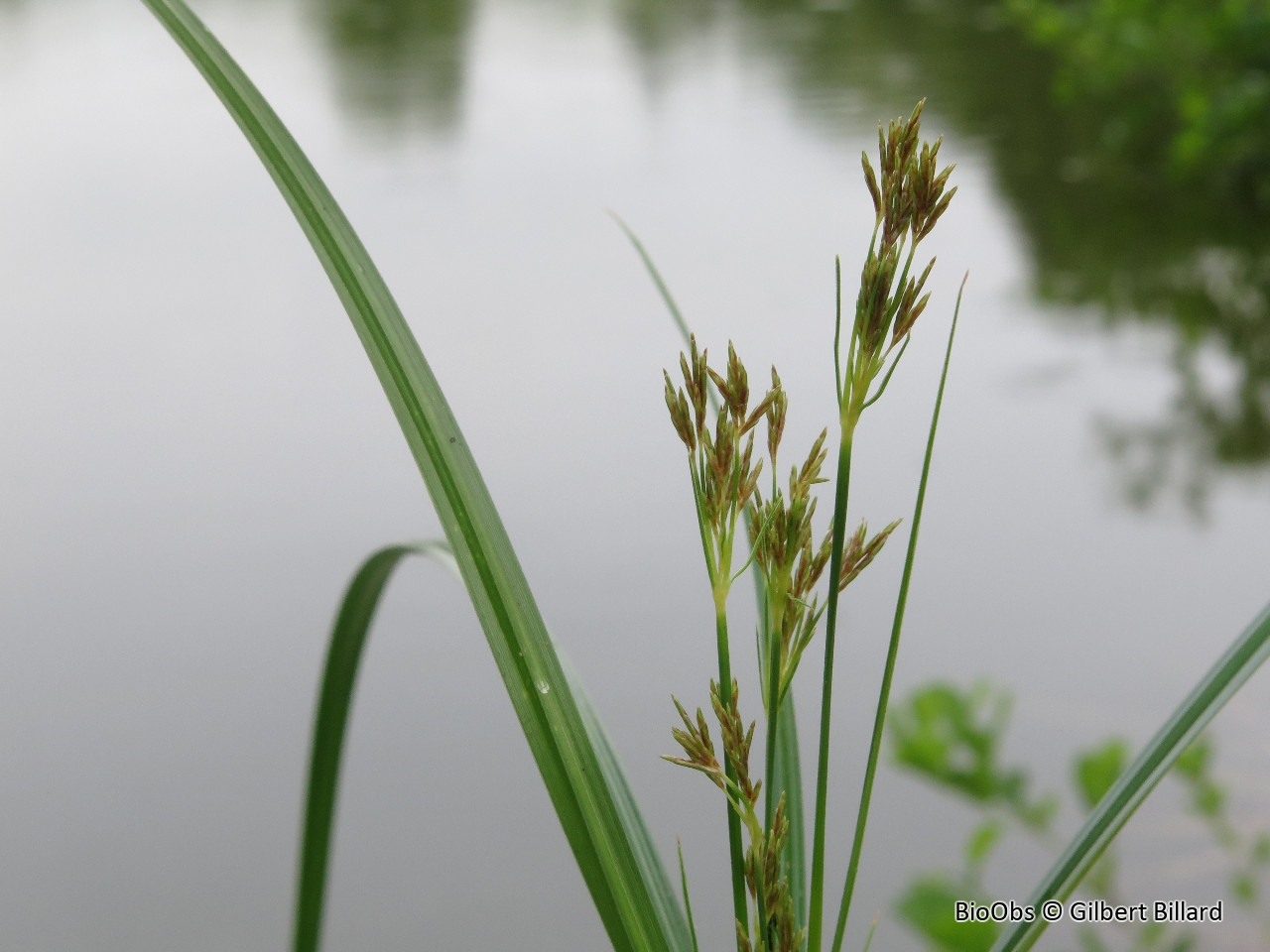 Souchet odorant - Cyperus longus - Gilbert Billard - BioObs