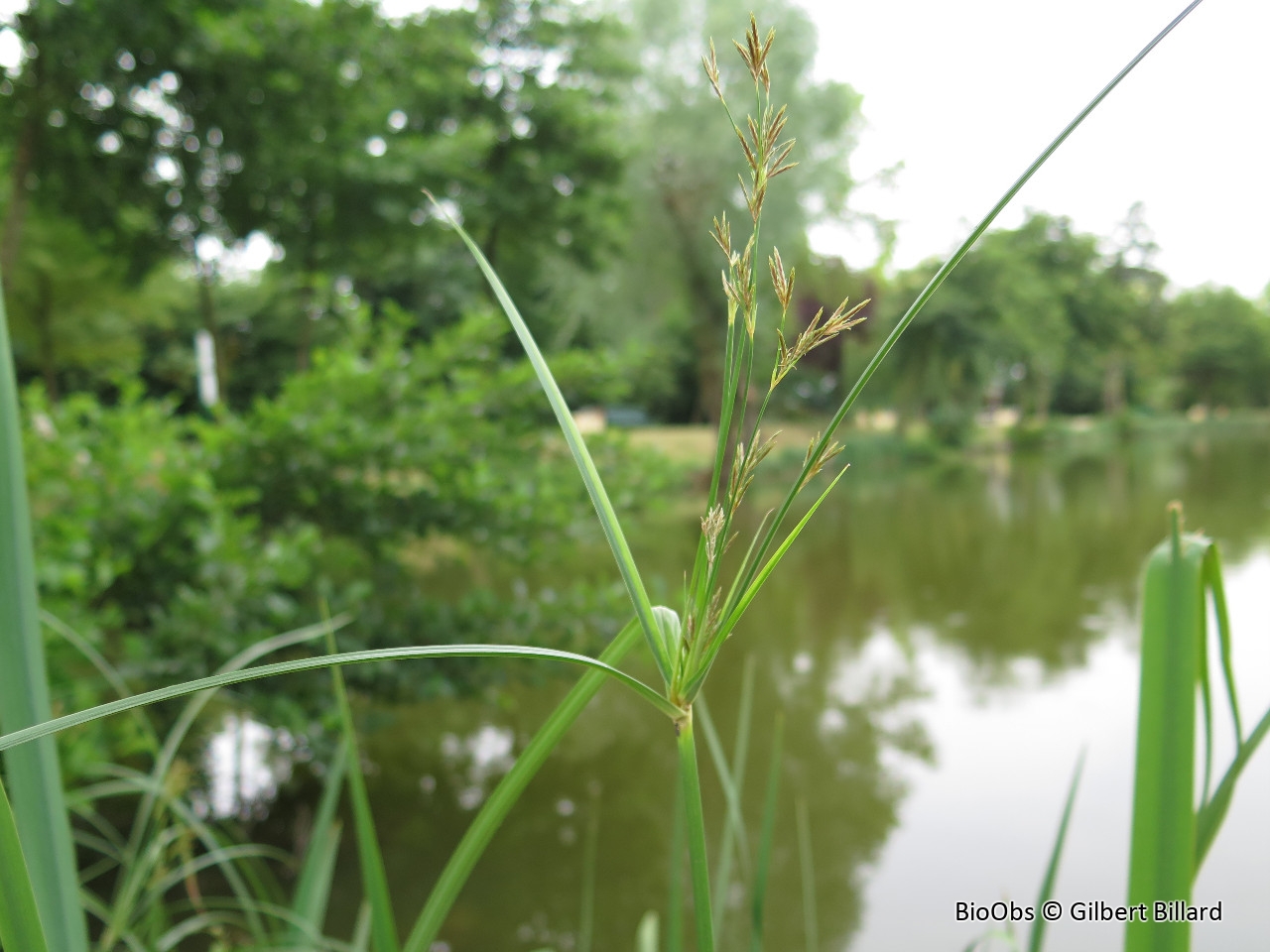 Souchet odorant - Cyperus longus - Gilbert Billard - BioObs