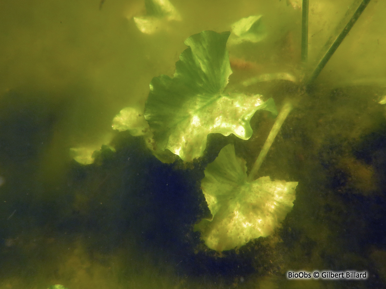 Nénuphar jaune - Nuphar lutea - Gilbert Billard - BioObs