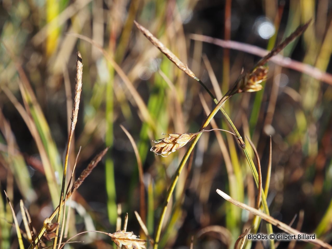 Laîche des tourbières - Carex limosa - Gilbert Billard - BioObs