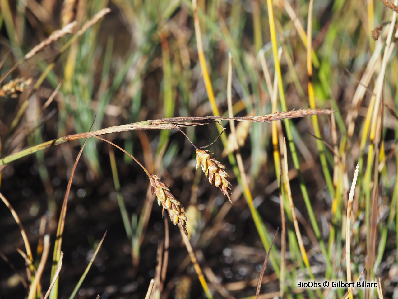 Laîche des tourbières - Carex limosa - Gilbert Billard - BioObs