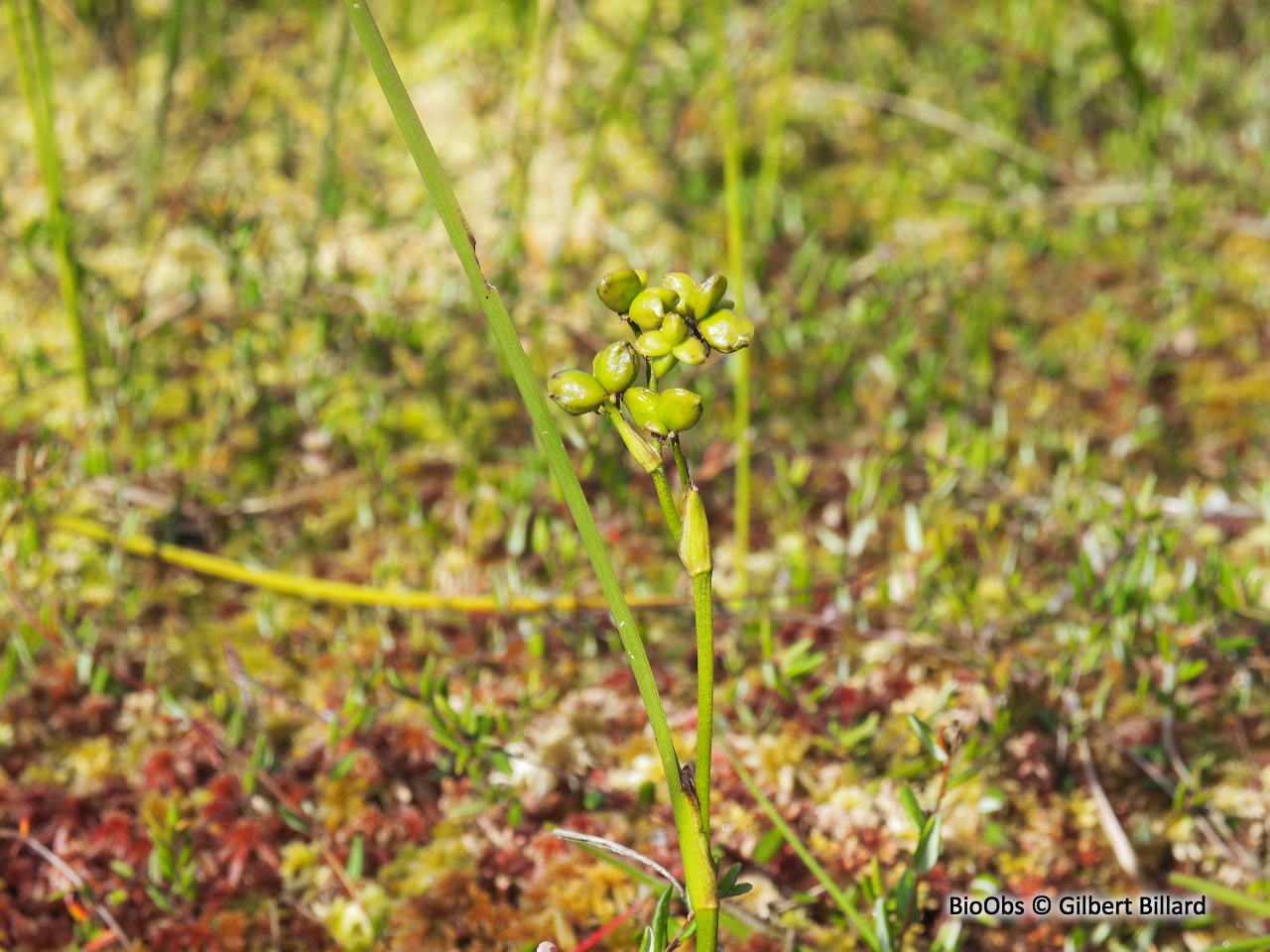 Scheuchzérie des marais - Scheuchzeria palustris - Gilbert Billard - BioObs