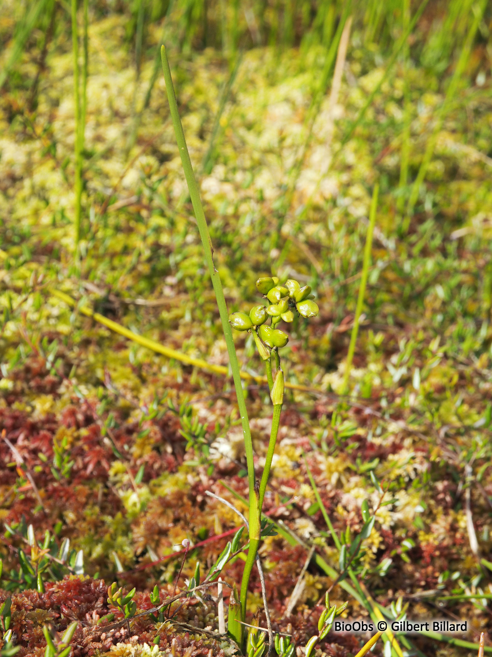 Scheuchzérie des marais - Scheuchzeria palustris - Gilbert Billard - BioObs