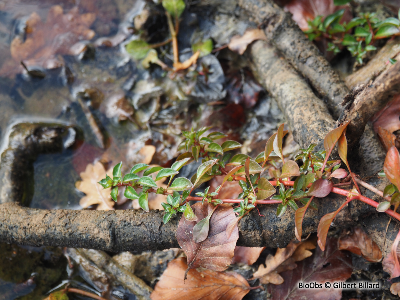 Isnardie des marais - Ludwigia palustris - Gilbert Billard - BioObs