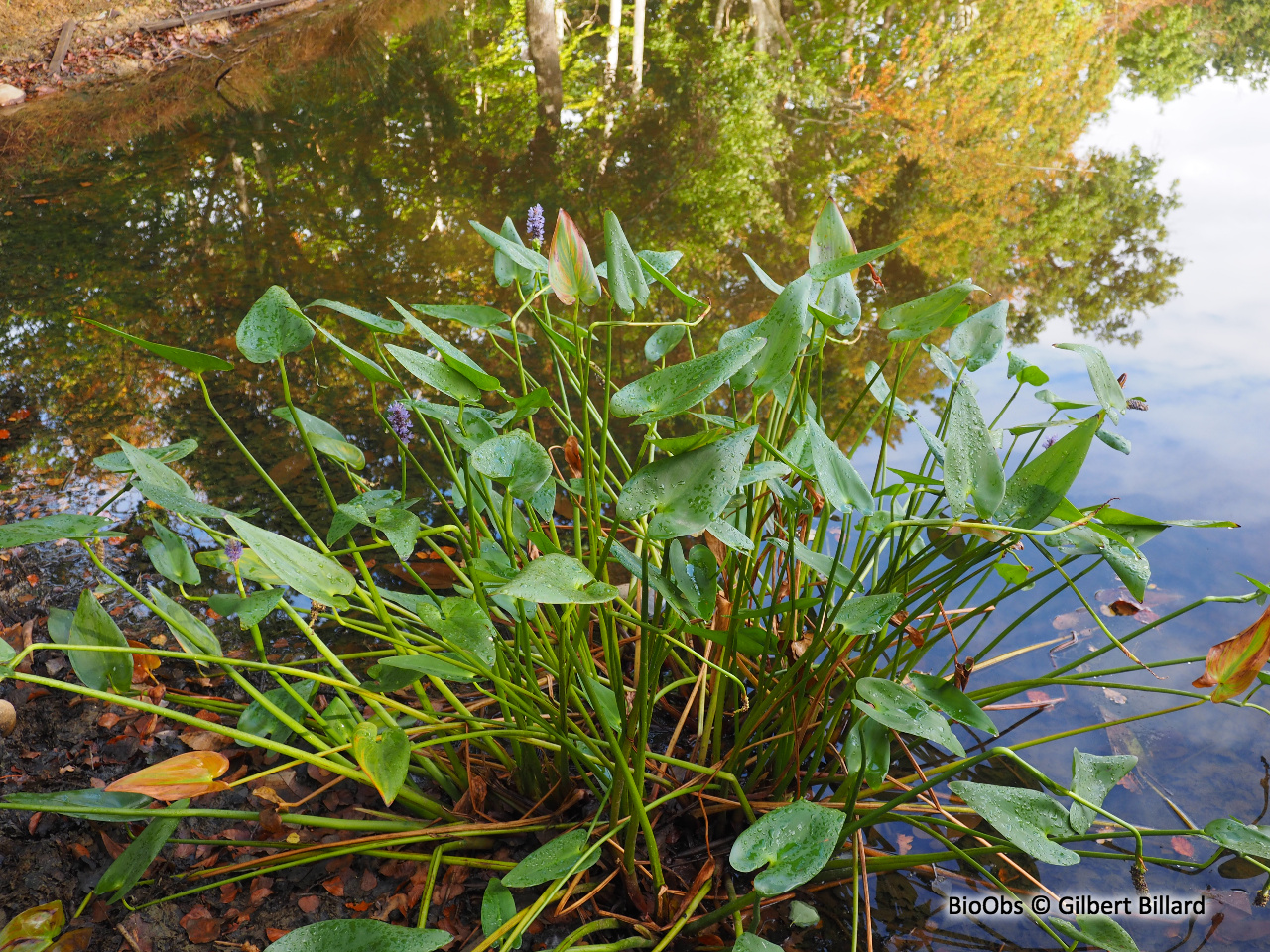 Pontederia Cordata - Pontédérie à feuilles en cœur - Plante de