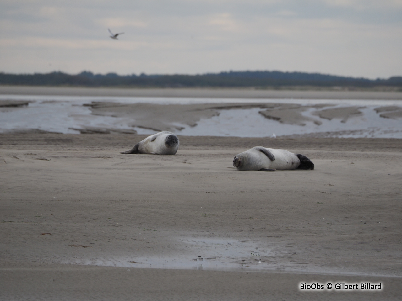 Phoque commun - Phoca vitulina - Gilbert Billard - BioObs