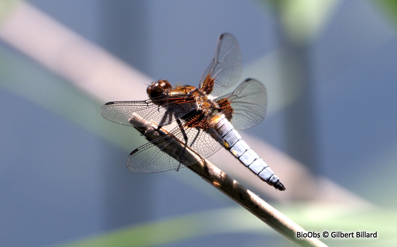 Libellule déprimée - Libellula depressa - Gilbert Billard - BioObs