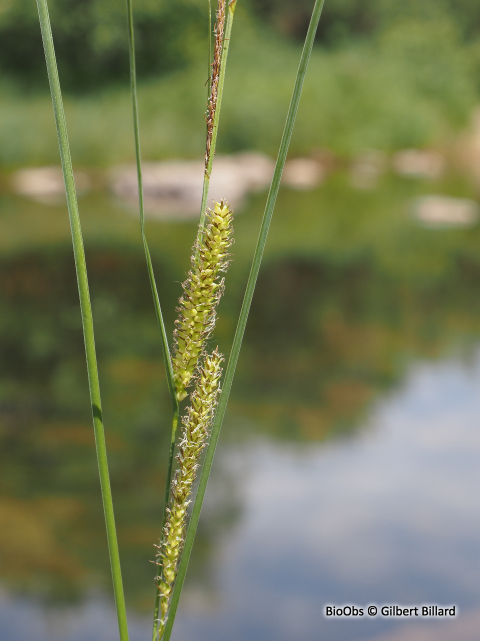 Laîche à bec - Carex rostrata - Gilbert Billard - BioObs