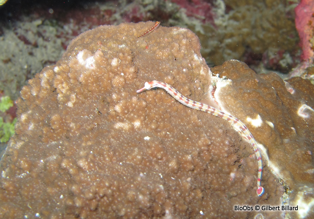 Syngnathe à réseaux - Corythoichthys flavofasciatus /conspicillatus - Gilbert Billard - BioObs
