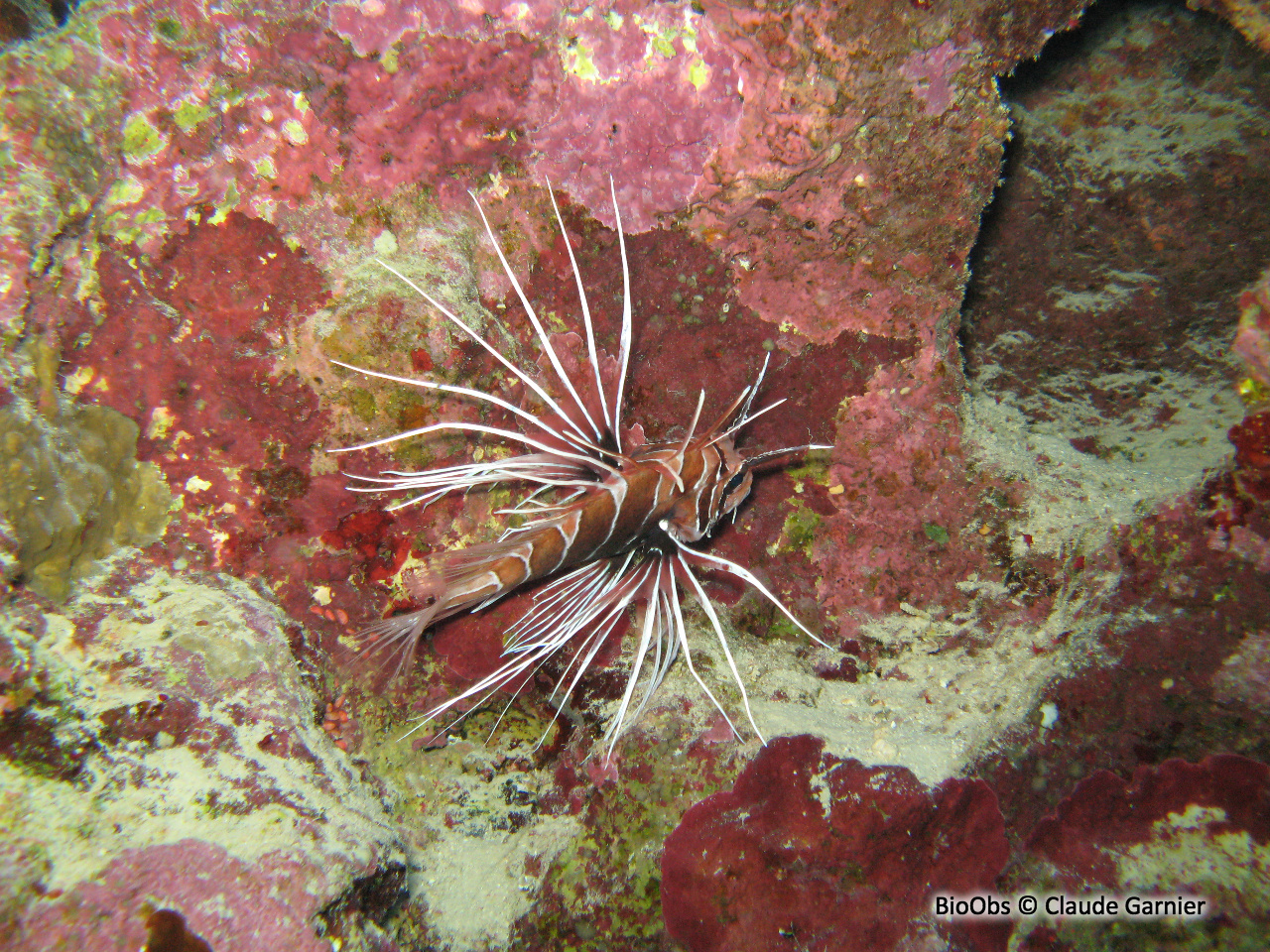 Poisson-scorpion de Mer Rouge - Pterois cincta - Claude Garnier - BioObs