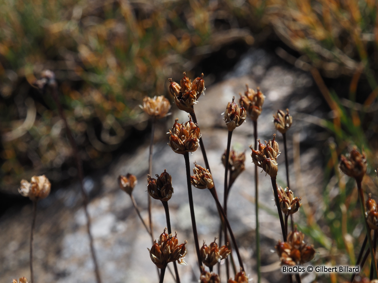 Jonc à trois glumes - Juncus triglumis - Gilbert Billard - BioObs